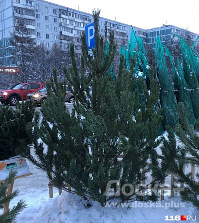 Живые елки от 1.70м с доставкой до квартиры в чите Чита - изображение 1