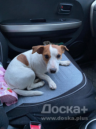 Найдена собака, джек рассел, девочка