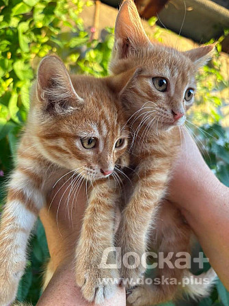 Отдам котят