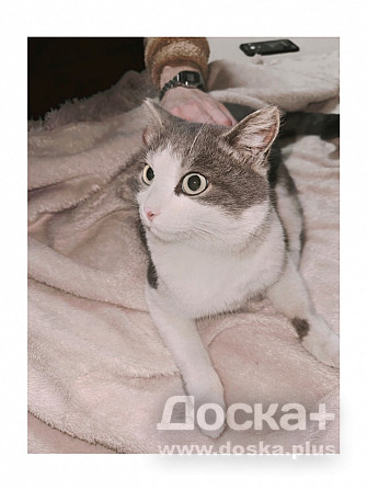 Отдам кота в добрые руки