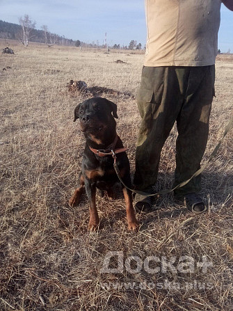 Предлагаю передержку животных.